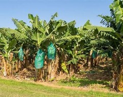 Bananas