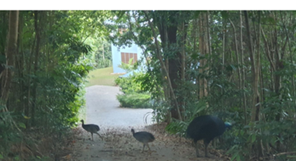 Cassowaries at Bingil Bay