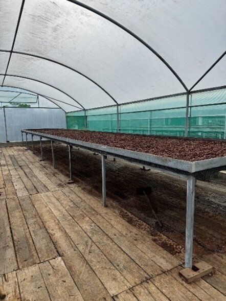 Brazil cocoa innovation