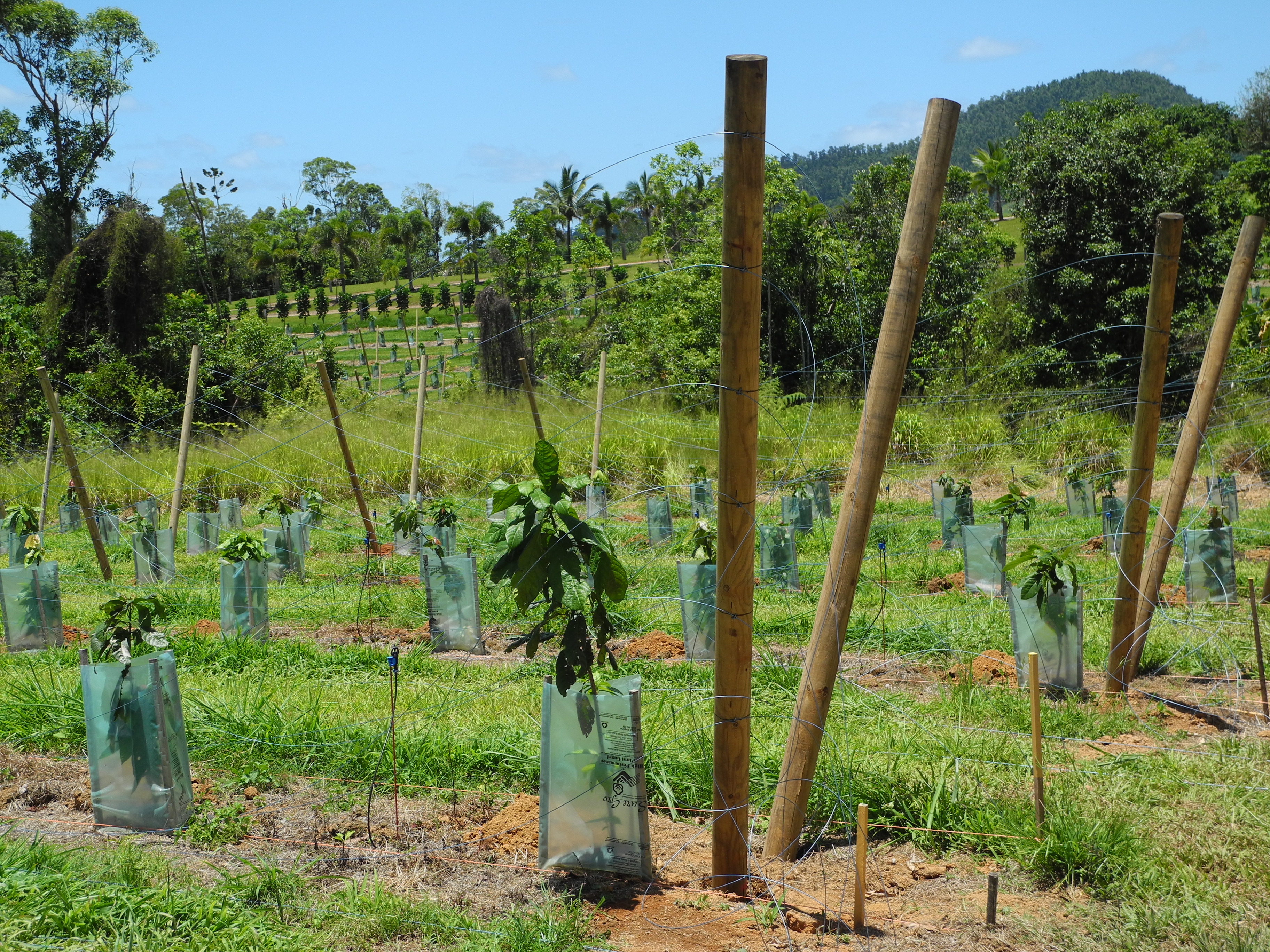 Tatura Trellising at Charley's Chocolate Mission Beach
