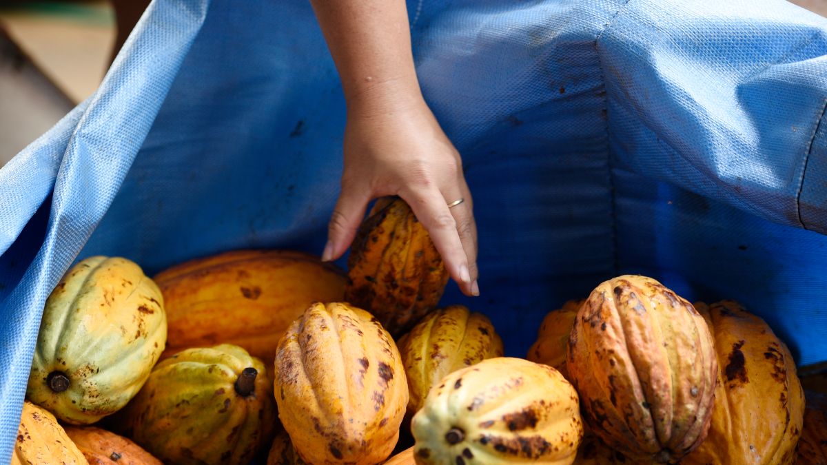 Theobroma Cocoa pods