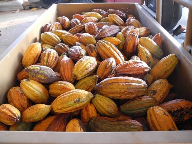 Cocoa pods from local FNQ supplier