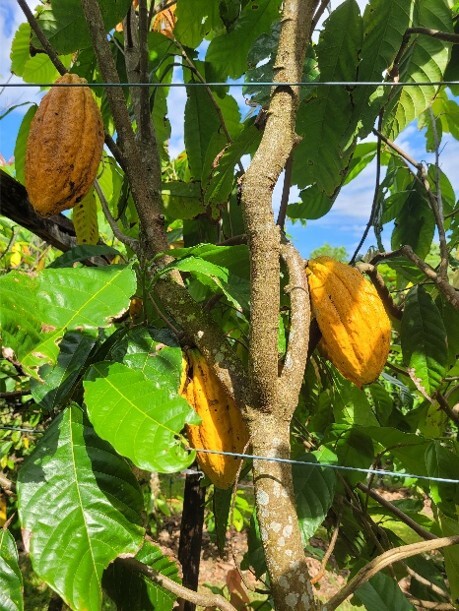 coco pods on tree